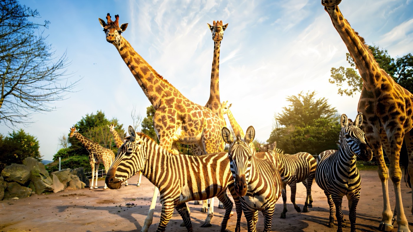 Animals and enclosures on the hillside at Belfast Zoo