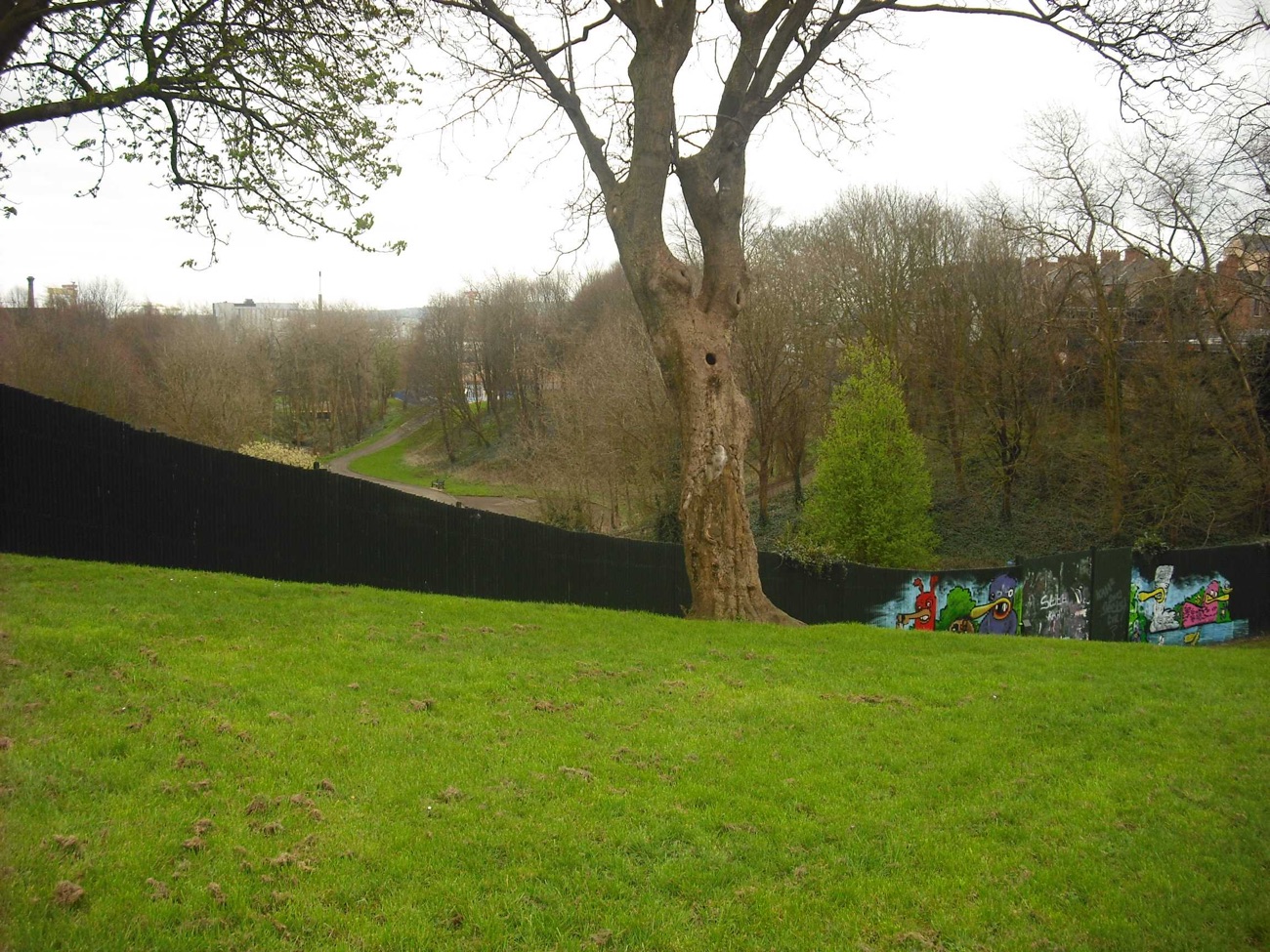 The wall running across the green at Alexandra Park with a large mature tree beside it and murals painted along the base