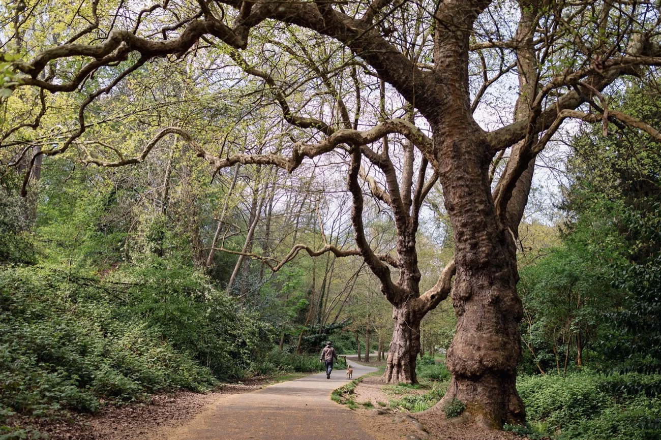 A path running under big spreading trees through Alexandra Park