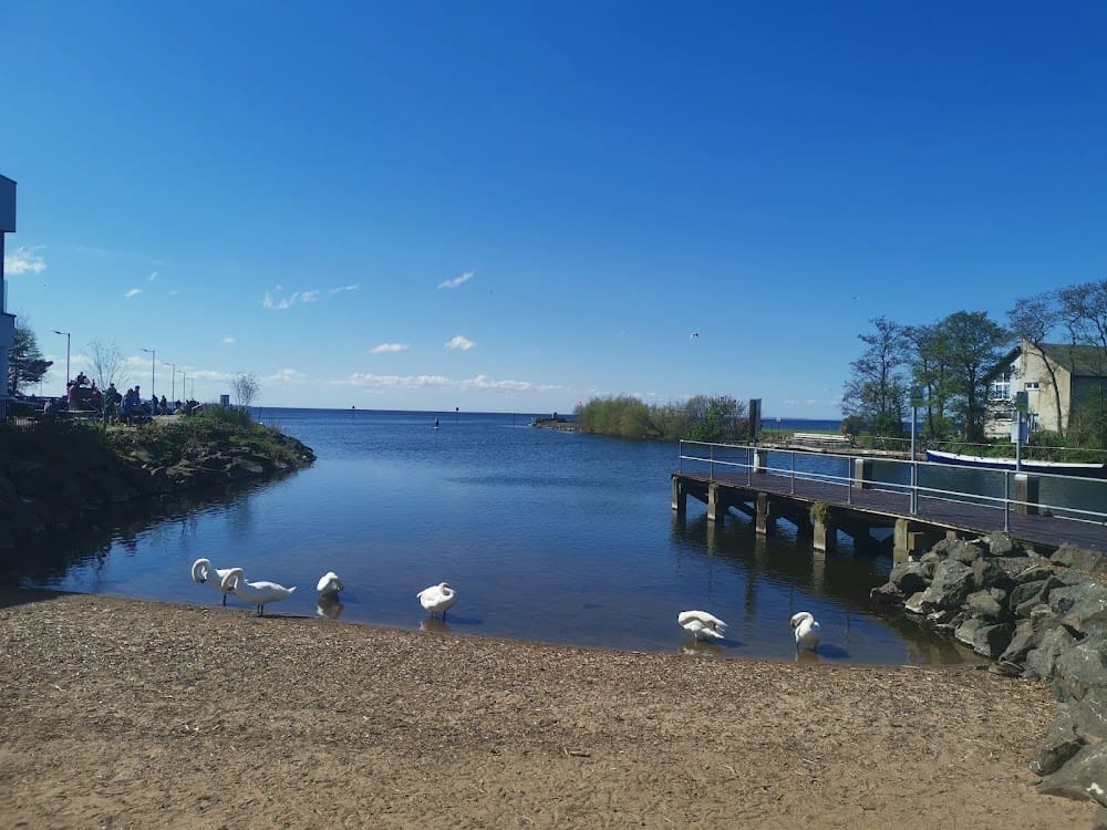 Swans on a shingle shore beside a wooden jetty reaching out into Lough Neagh