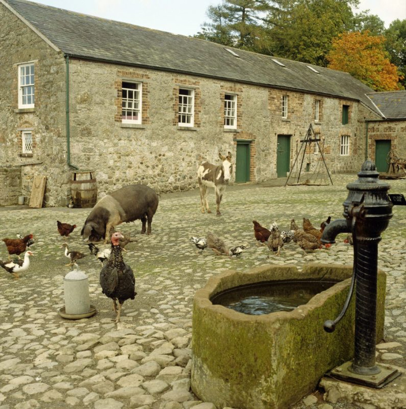 The cobbled farmyard at Ardress House with a pig, a donkey, hens, ducks and a turkey around an old stone water trough and pump