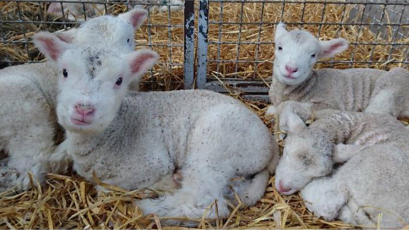 Four newborn lambs resting together on straw in the animal barn