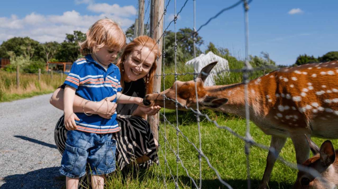 A child and adult feeding a spotted deer through the fence in the sunshine