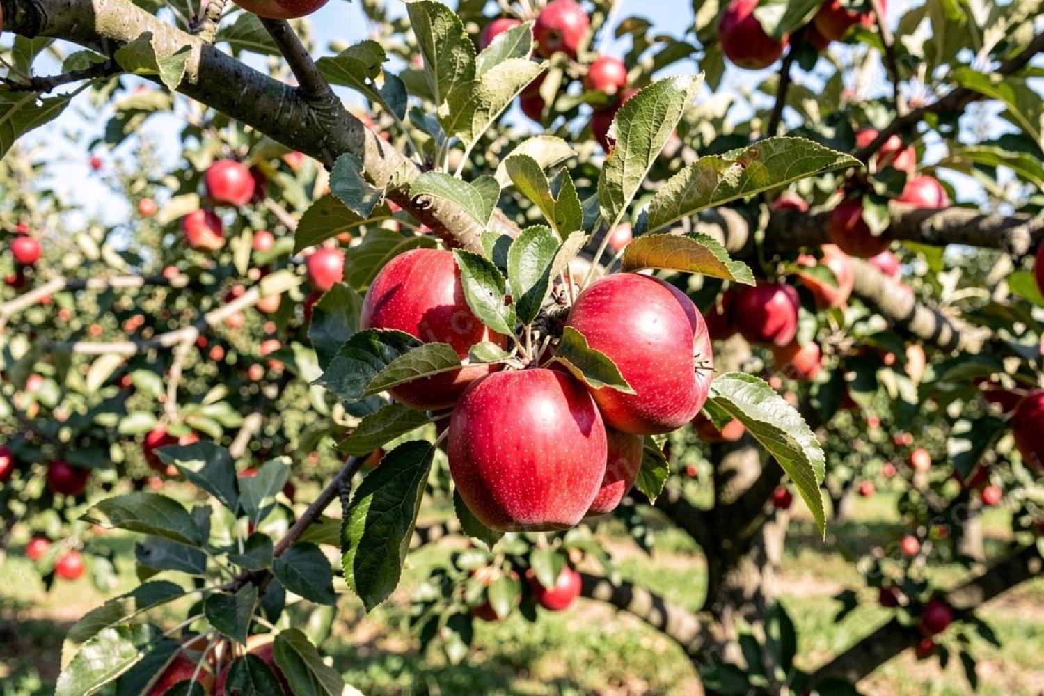 Ripe red apples hanging on the trees in the orchard at Armagh Cider near Portadown