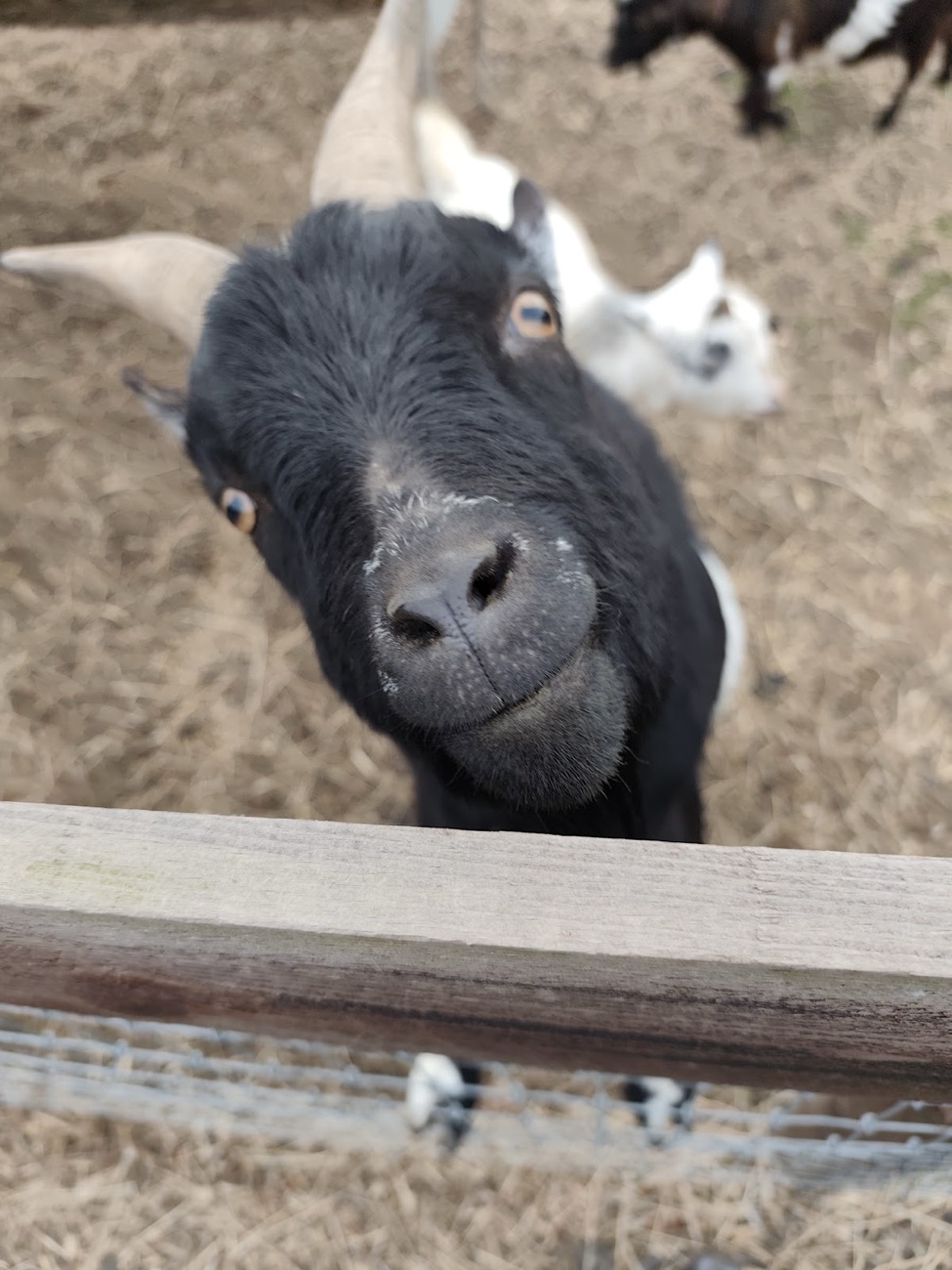 A black pygmy goat looking straight over the fence at Ballydown