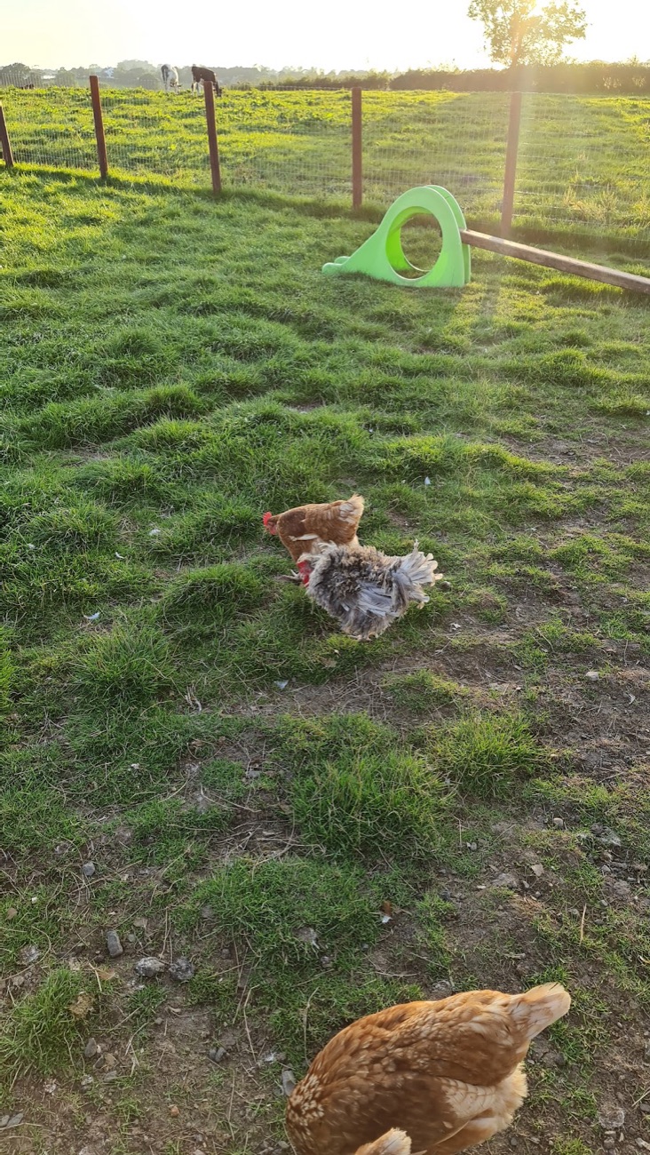 Hens in a green field at Ballydown with a coop and the low evening sun behind