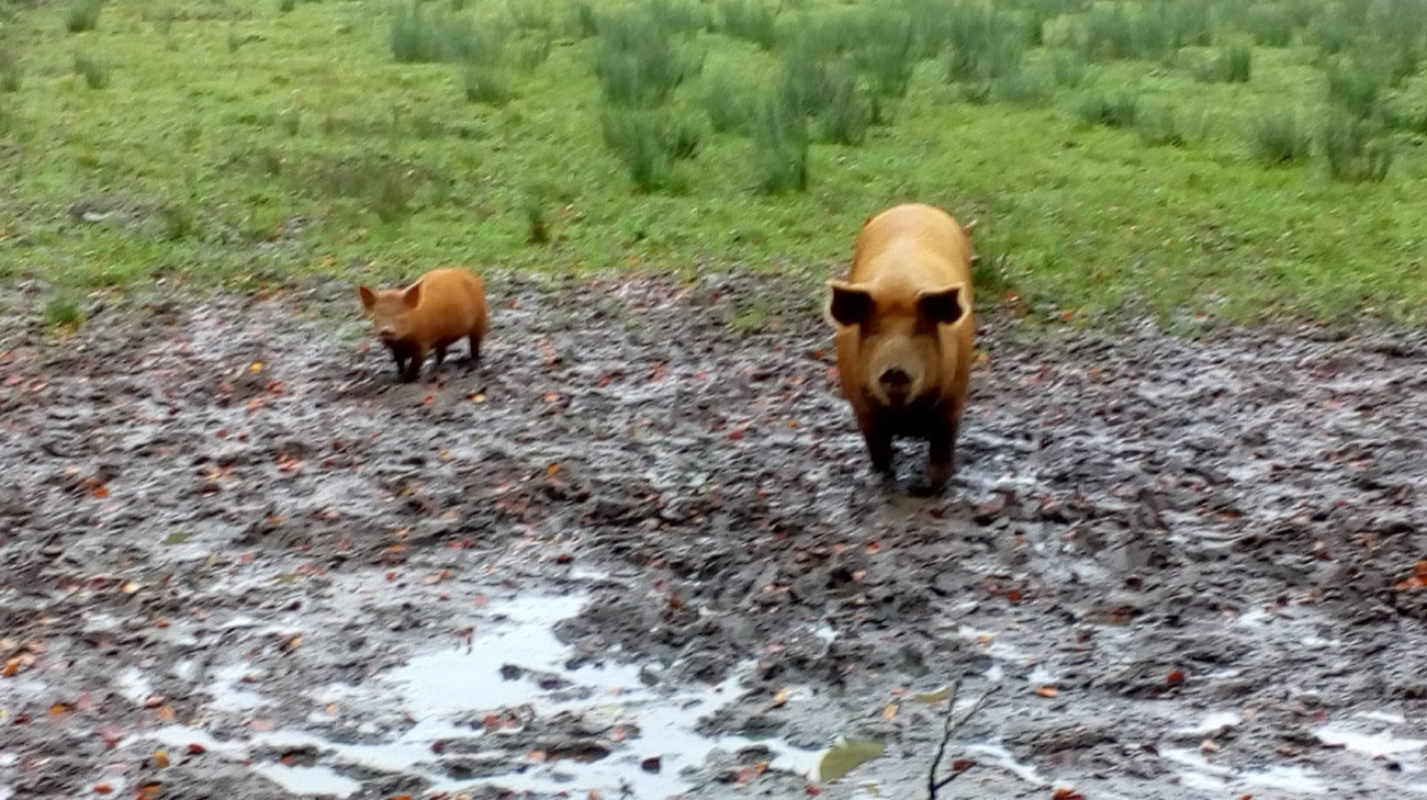 Two ginger rare-breed pigs walking across a muddy field at Ballylagan