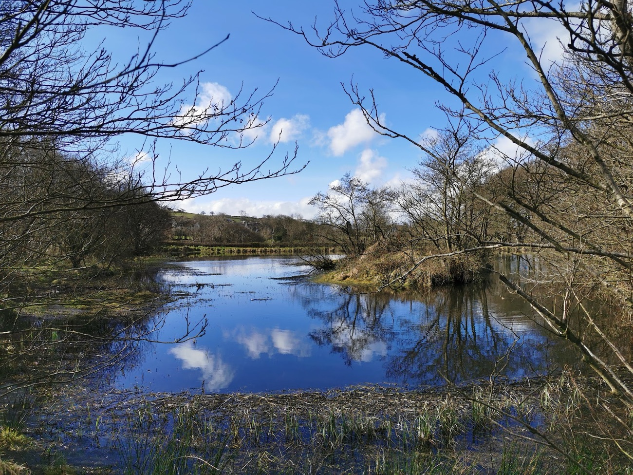 The pond on the Ballylagan farm trail, blue sky reflected in still water between bare trees