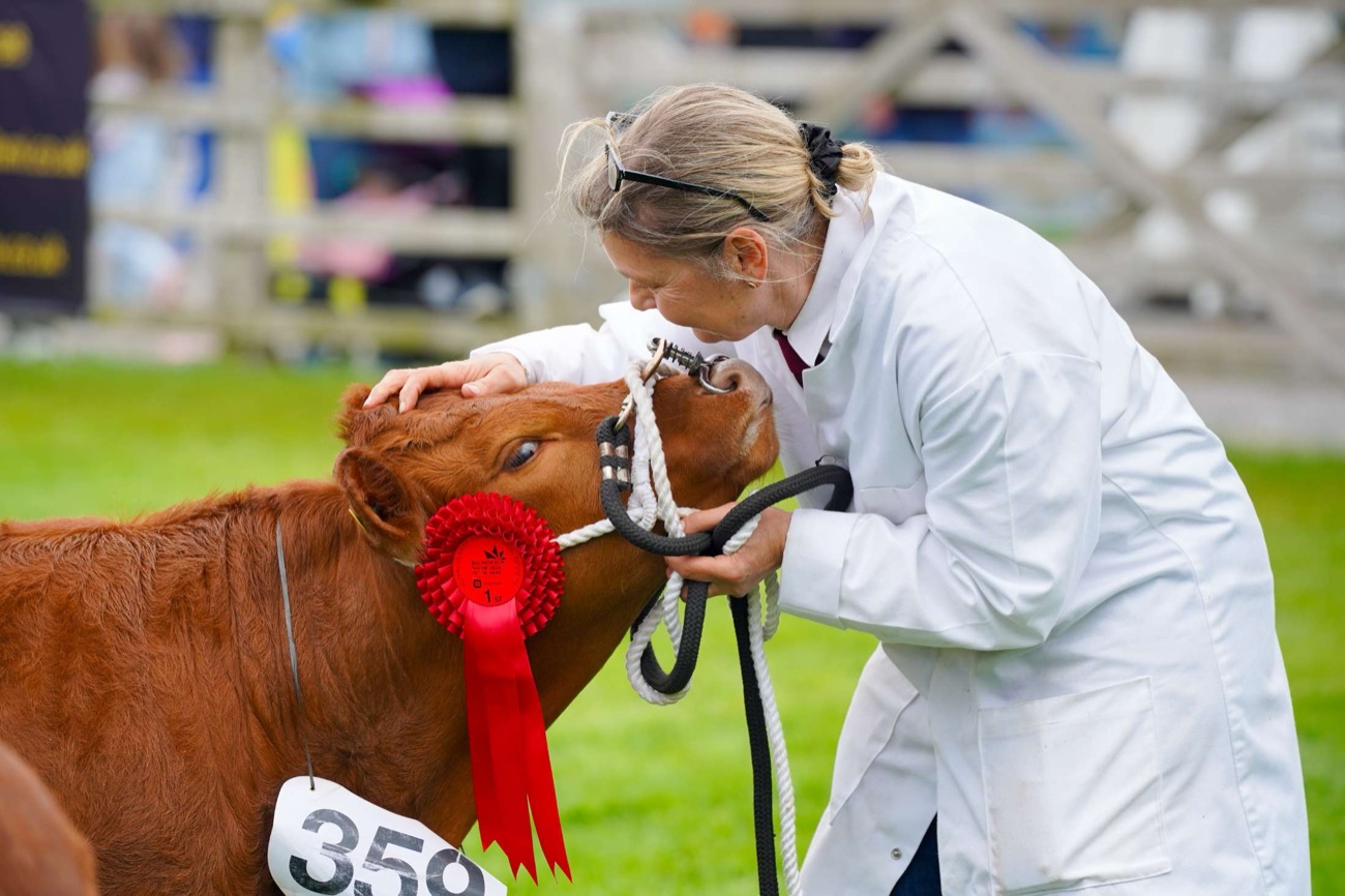 A handler in a white coat with a rosette-winning young beef calf in the judging ring at Balmoral Show