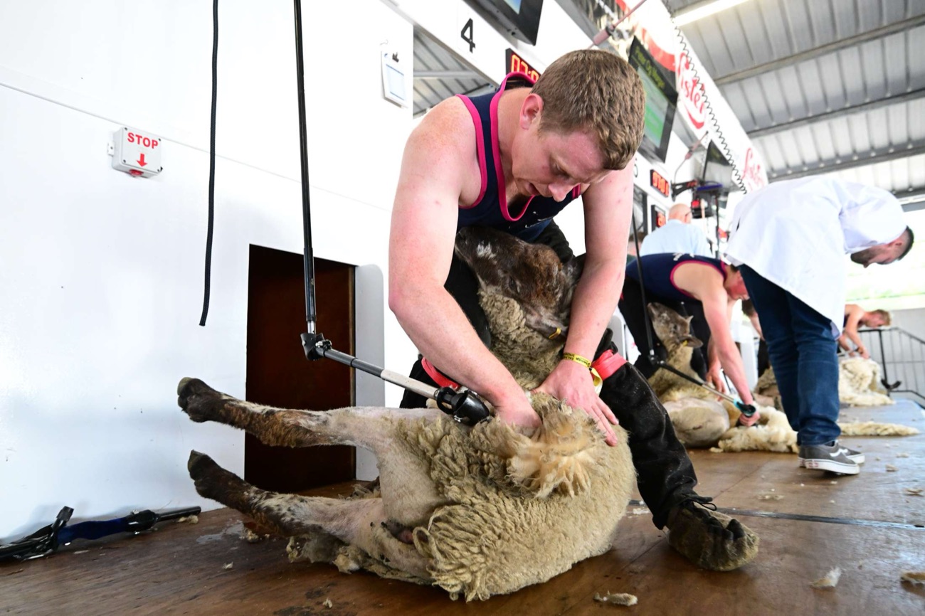 A young shearer at work in the sheep-shearing competition at Balmoral Show