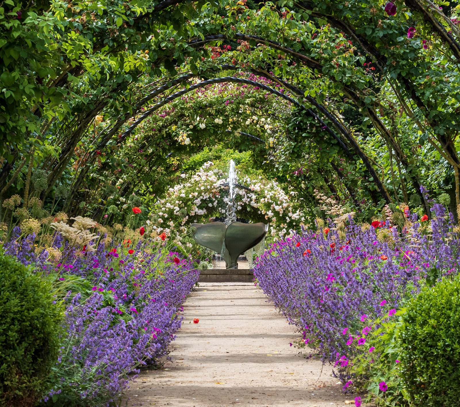 Rose arch pergola leading to the fountain at Bangor Castle Walled Garden