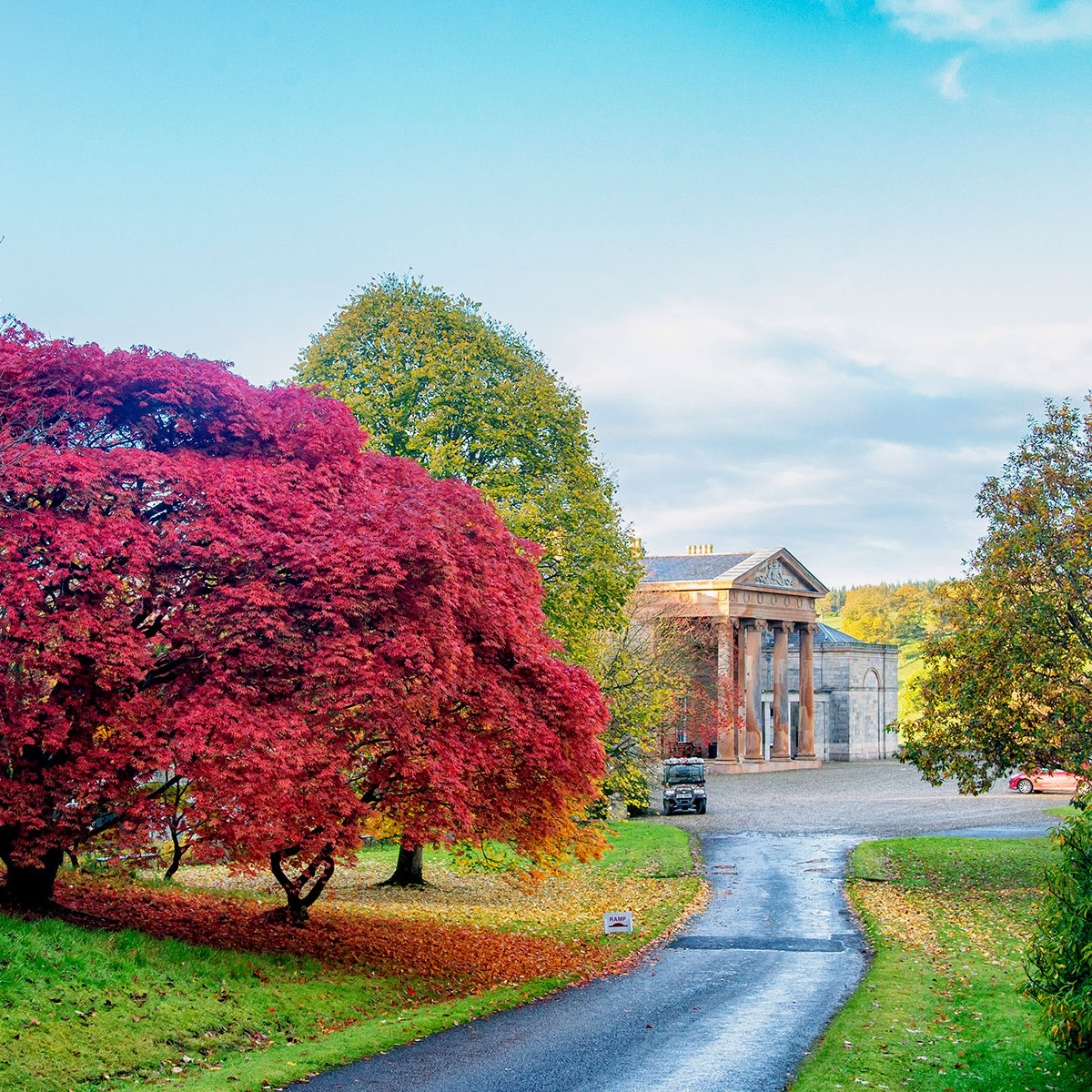 A blazing red Japanese maple in autumn beside a classical stone garden building