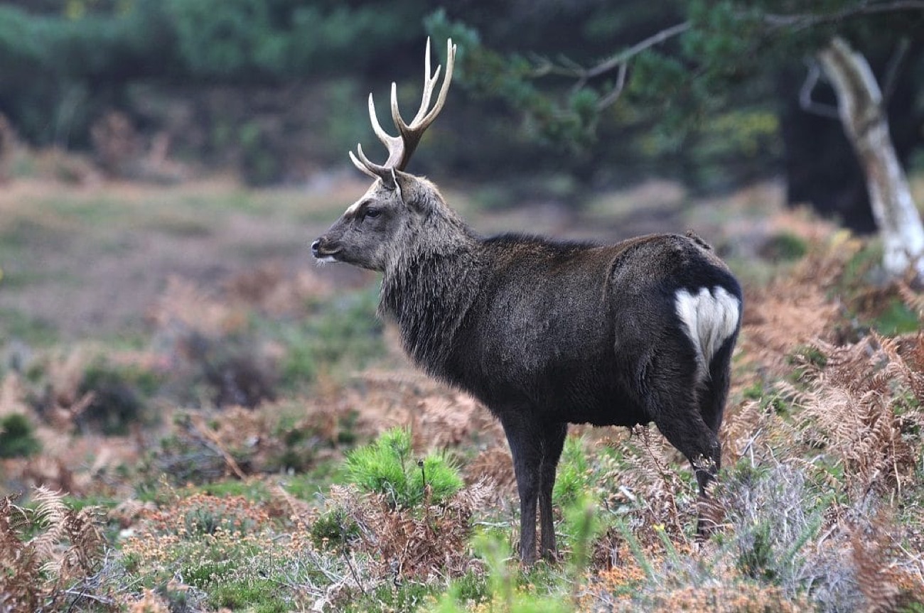 A Japanese Sika stag standing in bracken at the woodland edge
