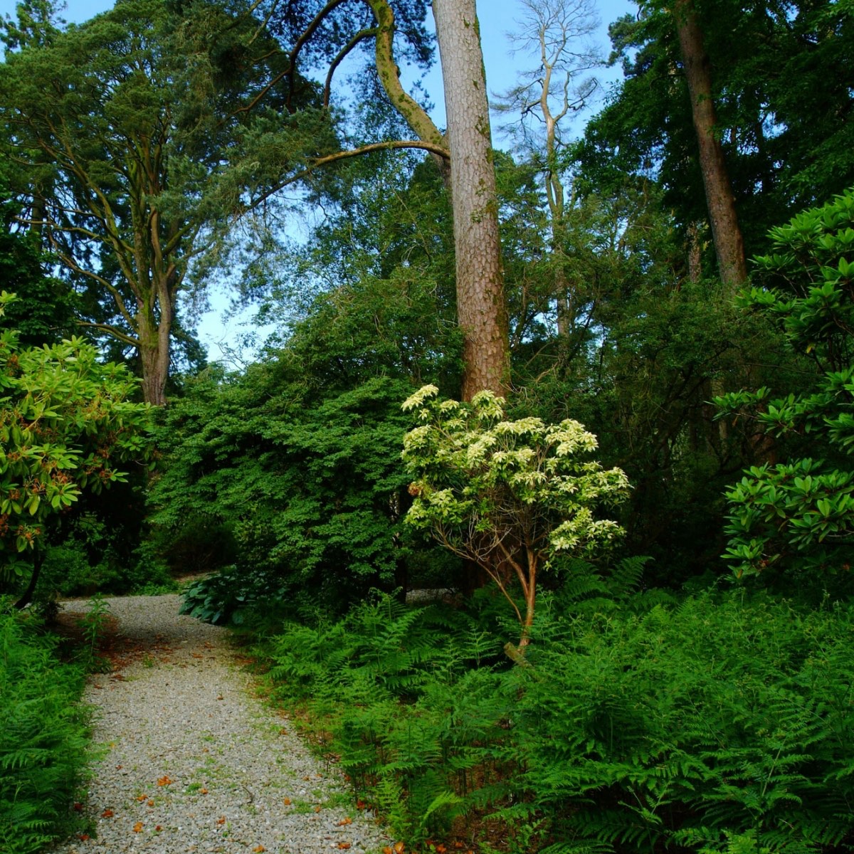 A gravel path winding through the estate arboretum, ferns and rhododendrons under tall pines