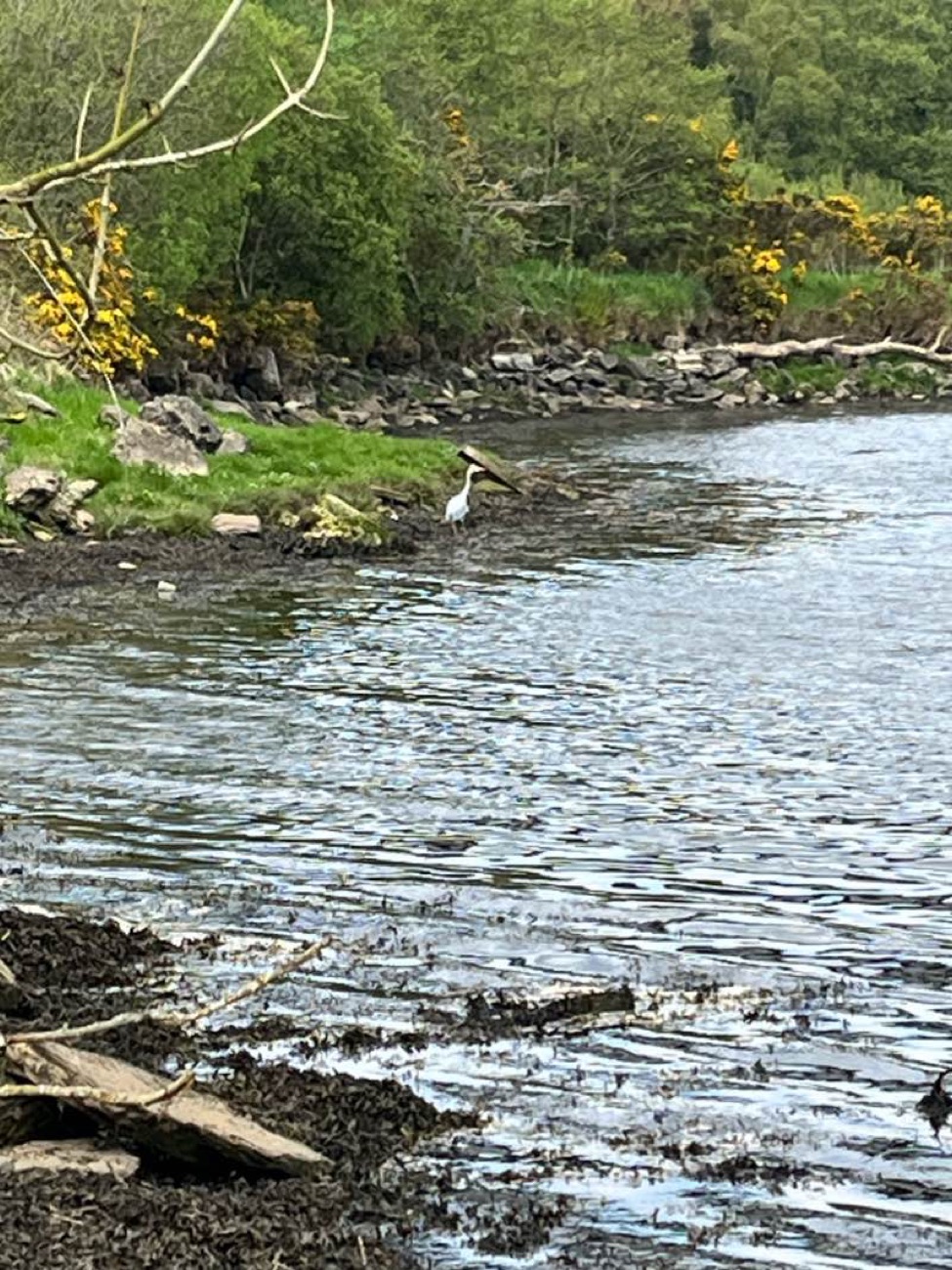 A heron standing on the shingle at the edge of the River Foyle