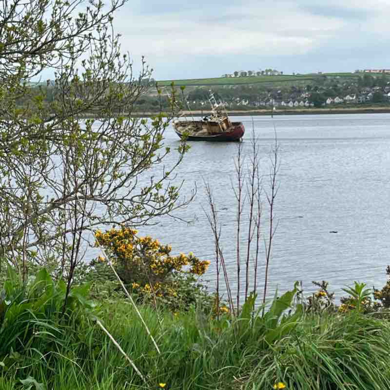 The rusted hull of an old boat on the mud at the edge of the Foyle with gorse in flower
