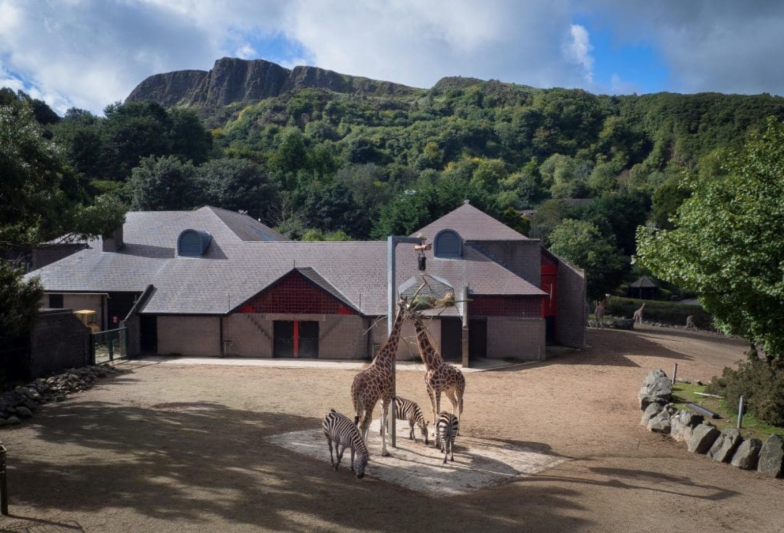Giraffes and zebras on the zoo grounds with Cave Hill's cliff face rising behind