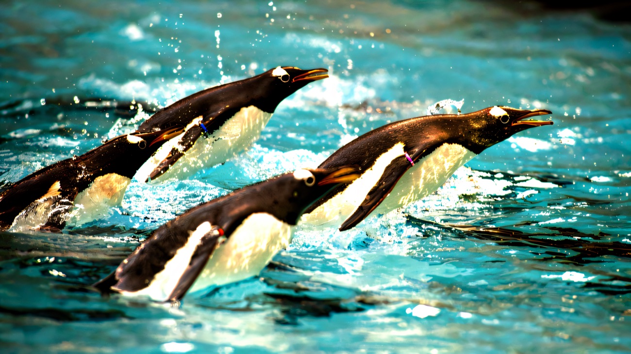 Gentoo penguins leaping through turquoise water in the penguin pool