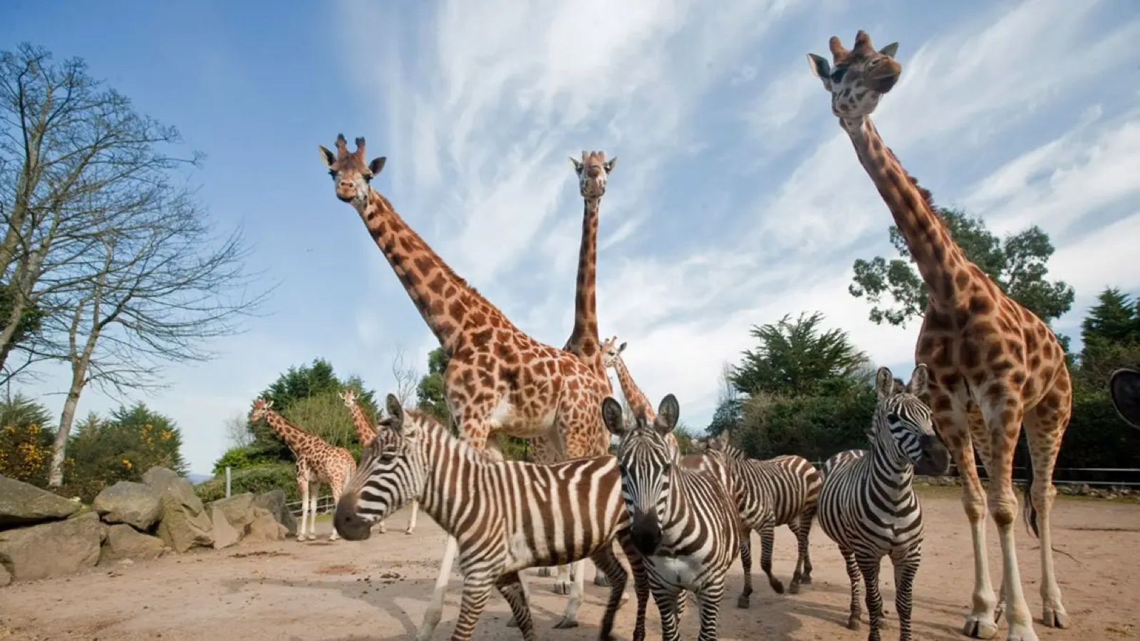 Giraffes and zebras together in an enclosure at Belfast Zoo under a blue sky