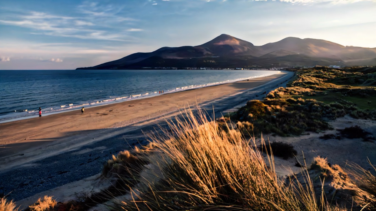 Golden dune grasses above the long sand of Murlough Beach with the Mourne Mountains sweeping down to Dundrum Bay