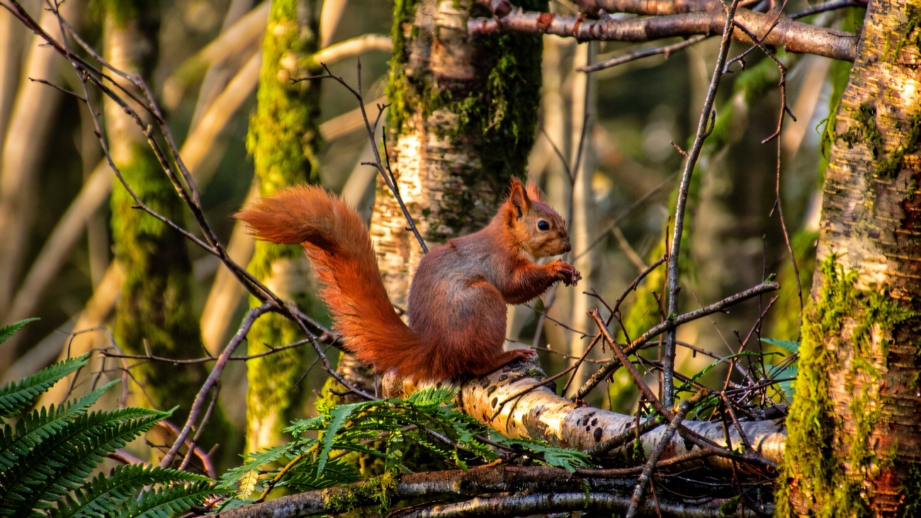 A red squirrel eating on a mossy branch in the oakwood at Kilbroney