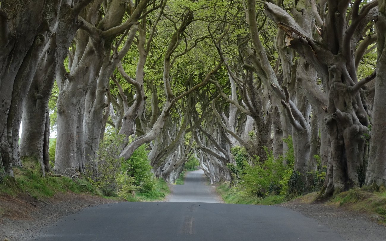 The arching beech trees of the Dark Hedges