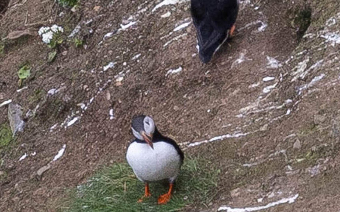 Puffins on the cliffs of Rathlin Island