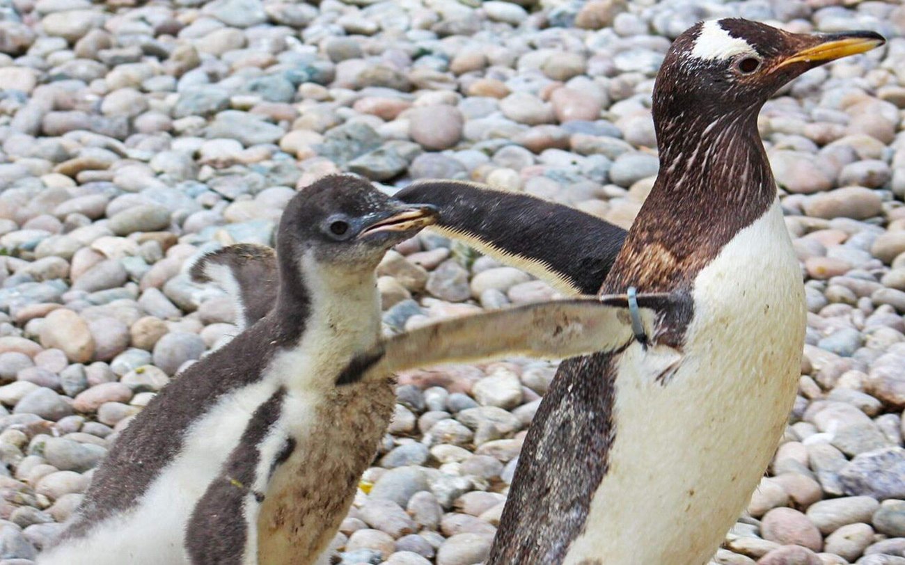 Animals and Cavehill views at Belfast Zoo