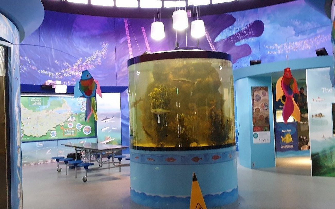 Fish tanks at the Riverwatch Aquarium in Derry