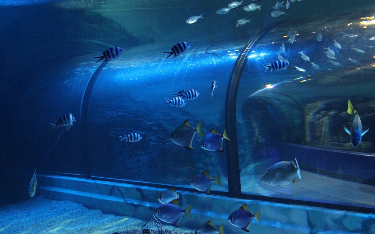 The underwater tunnel at Exploris Aquarium, Portaferry
