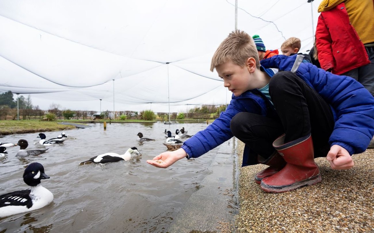 Ducks and geese at Castle Espie on Strangford Lough