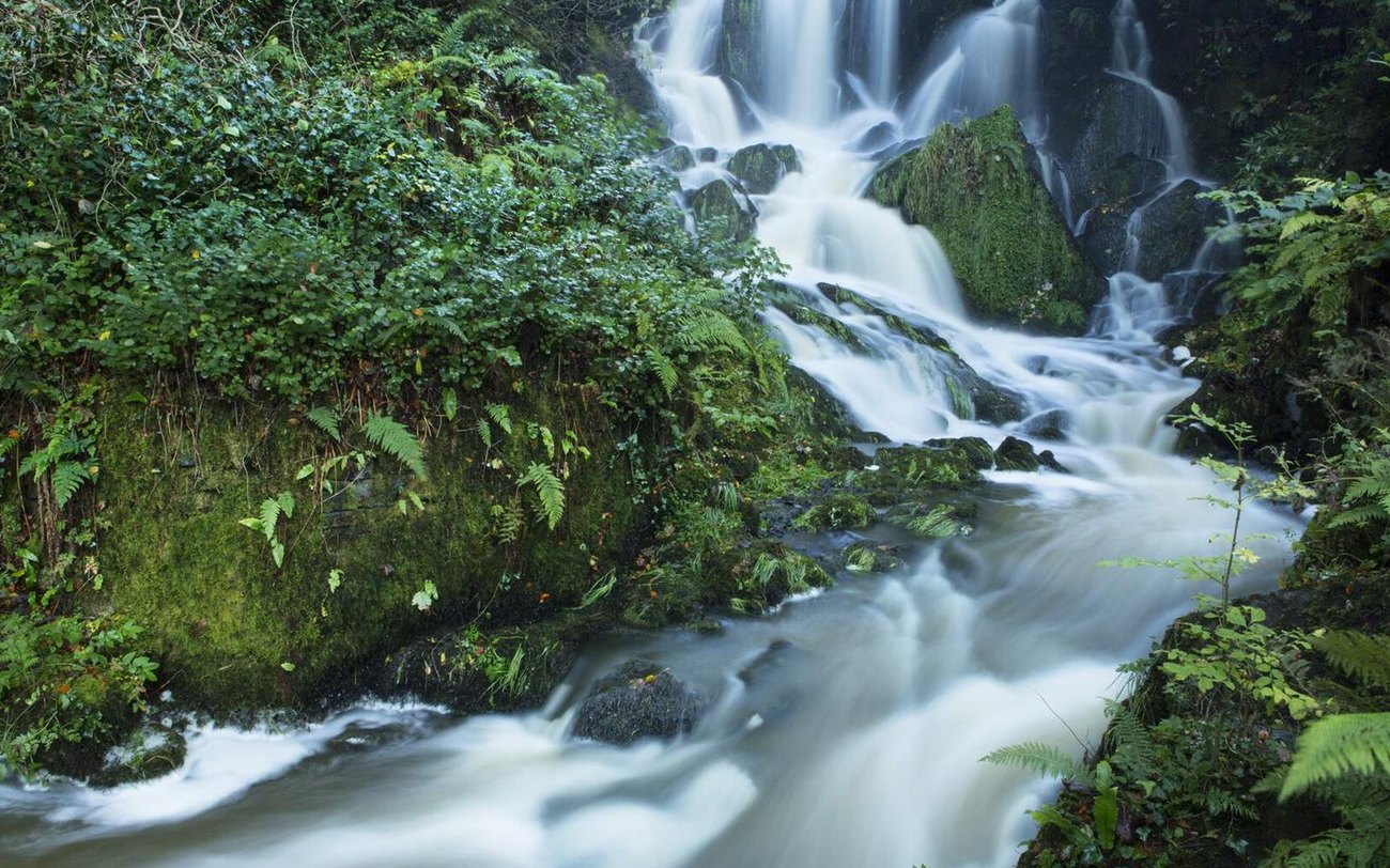 The waterfall and glen at Crawfordsburn Country Park
