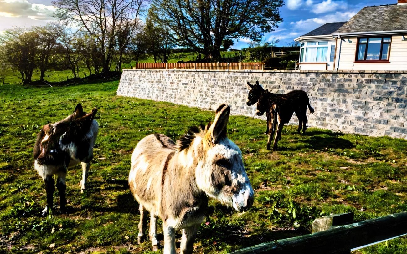 Farm animals and play at Fermanagh Fun Farm, Enniskillen