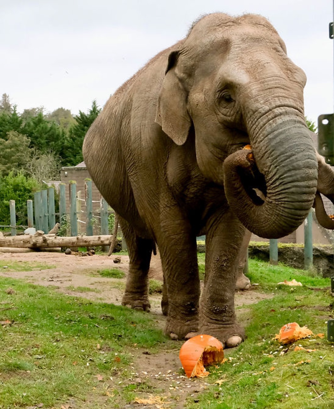 An Asian elephant eating a carved Halloween pumpkin at Belfast Zoo