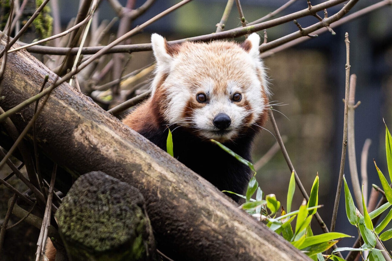 A red panda among branches at Belfast Zoo