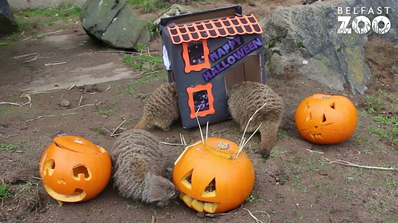 Meerkats investigating a Happy Halloween house and carved pumpkins at Belfast Zoo's Boo at the Zoo