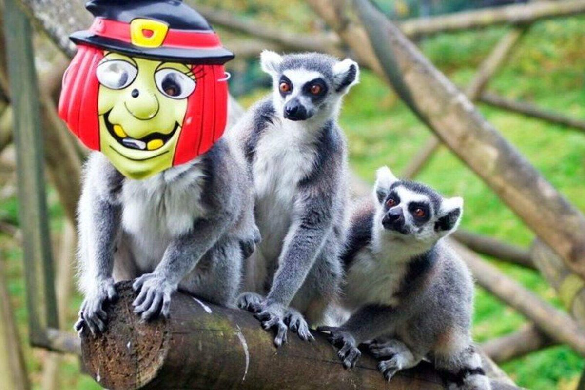 Ring-tailed lemurs at Belfast Zoo during the Boo at the Zoo Halloween weekend