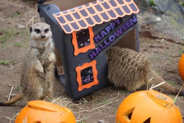 Meerkats beside a 'Happy Halloween' house and carved pumpkins at Belfast Zoo's Boo at the Zoo