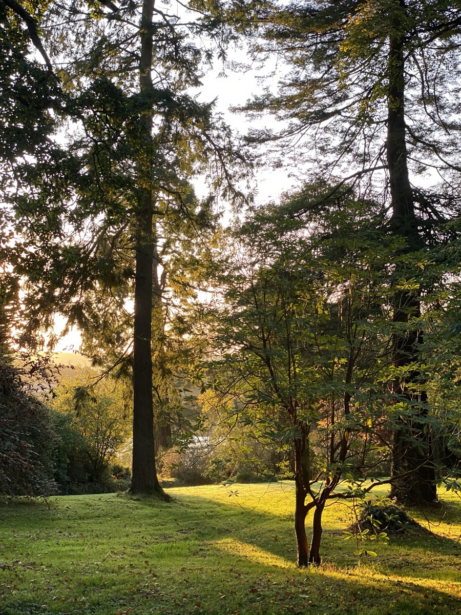 Tall conifers in the Brook Hall arboretum catching low golden light