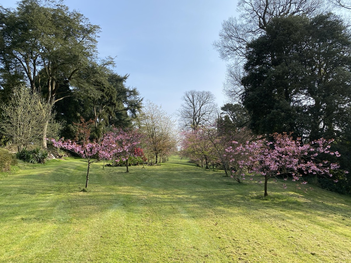 Pink blossom trees lining a grassy avenue through the estate grounds