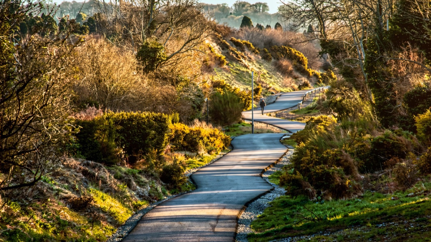 A flat surfaced path winding through gorse on the Comber Greenway