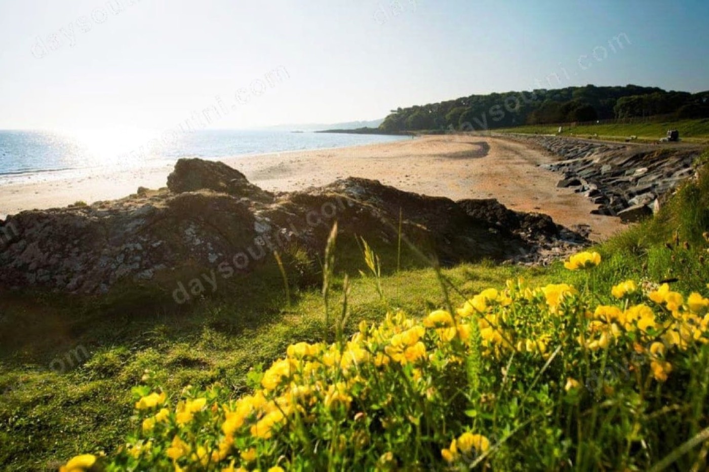 The rocky shore and gorse on the North Down coast