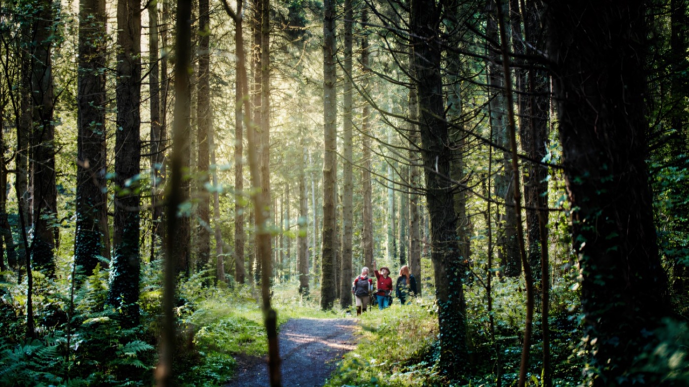 A woodland trail at Castle Archdale Country Park