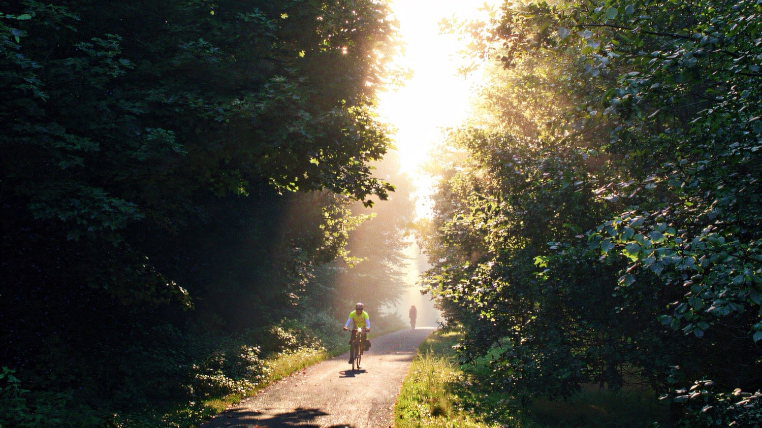 A flat surfaced path through woodland