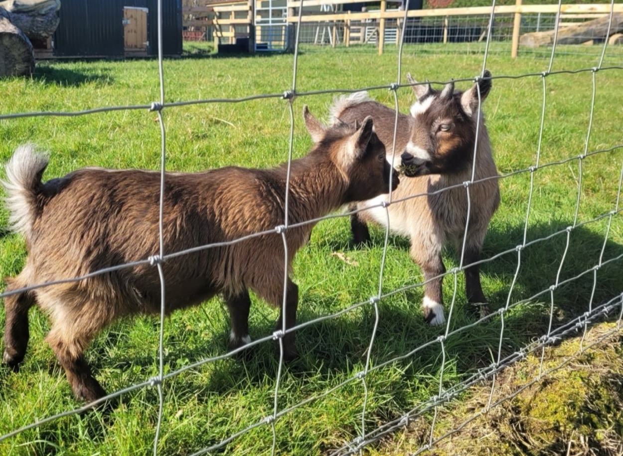 Two pygmy goats meeting at a wire fence in a sunny grassy paddock