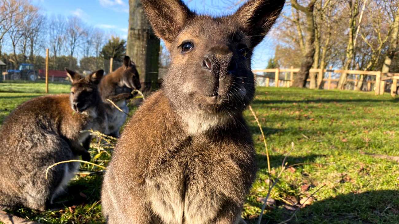 A Bennett's wallaby looking to camera in a green grassy field with more wallabies behind