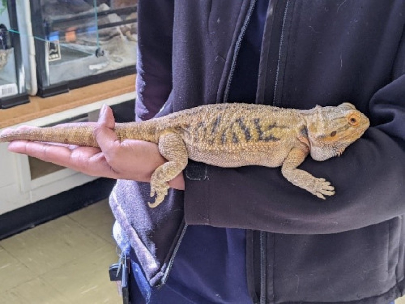 A keeper holding a bearded dragon in the reptile room beside the vivariums