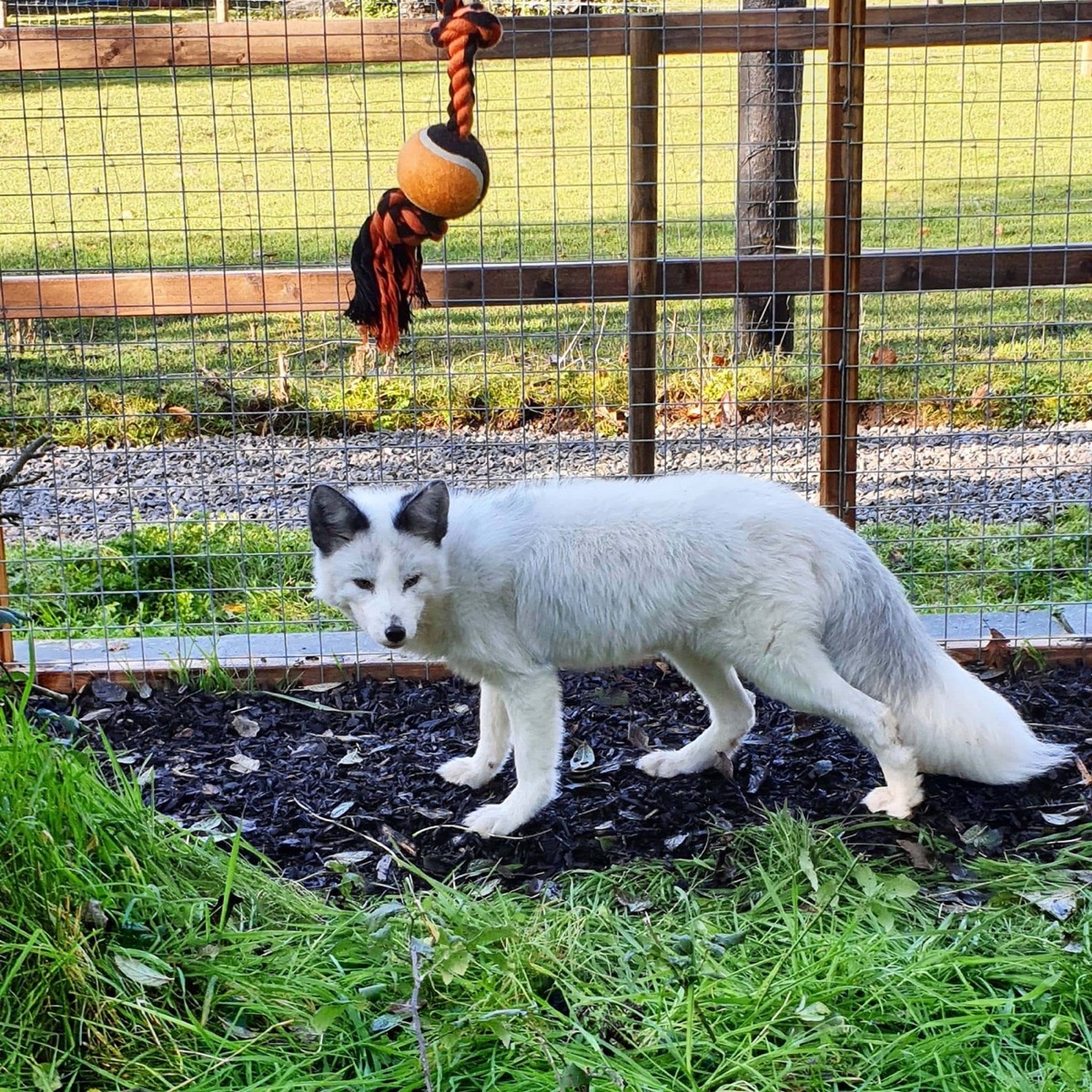 A pale marble fox standing in its enclosure by a rope toy at the park