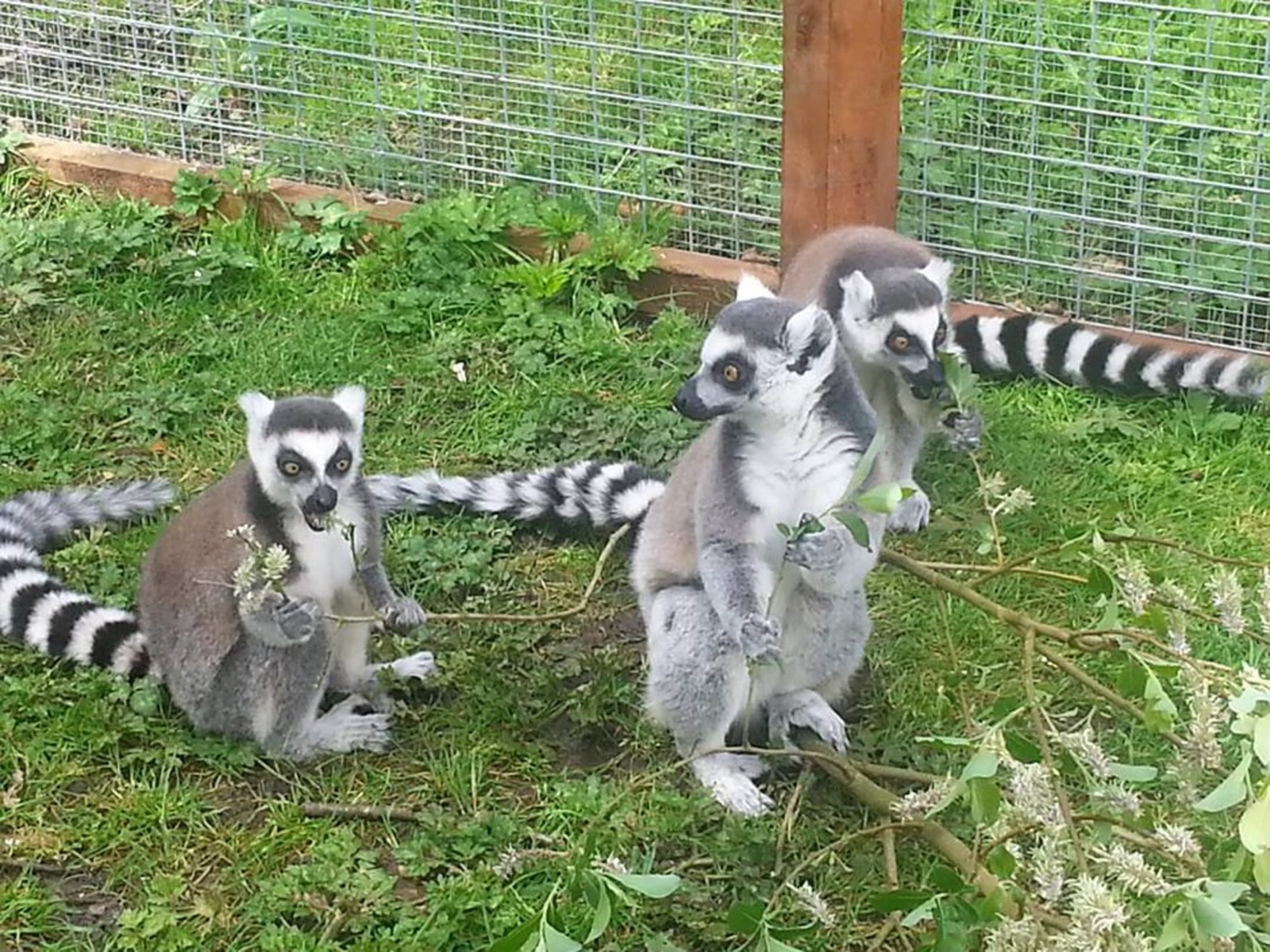 Three ring-tailed lemurs feeding on leafy branches in a grassy enclosure at C&J's Animal Park