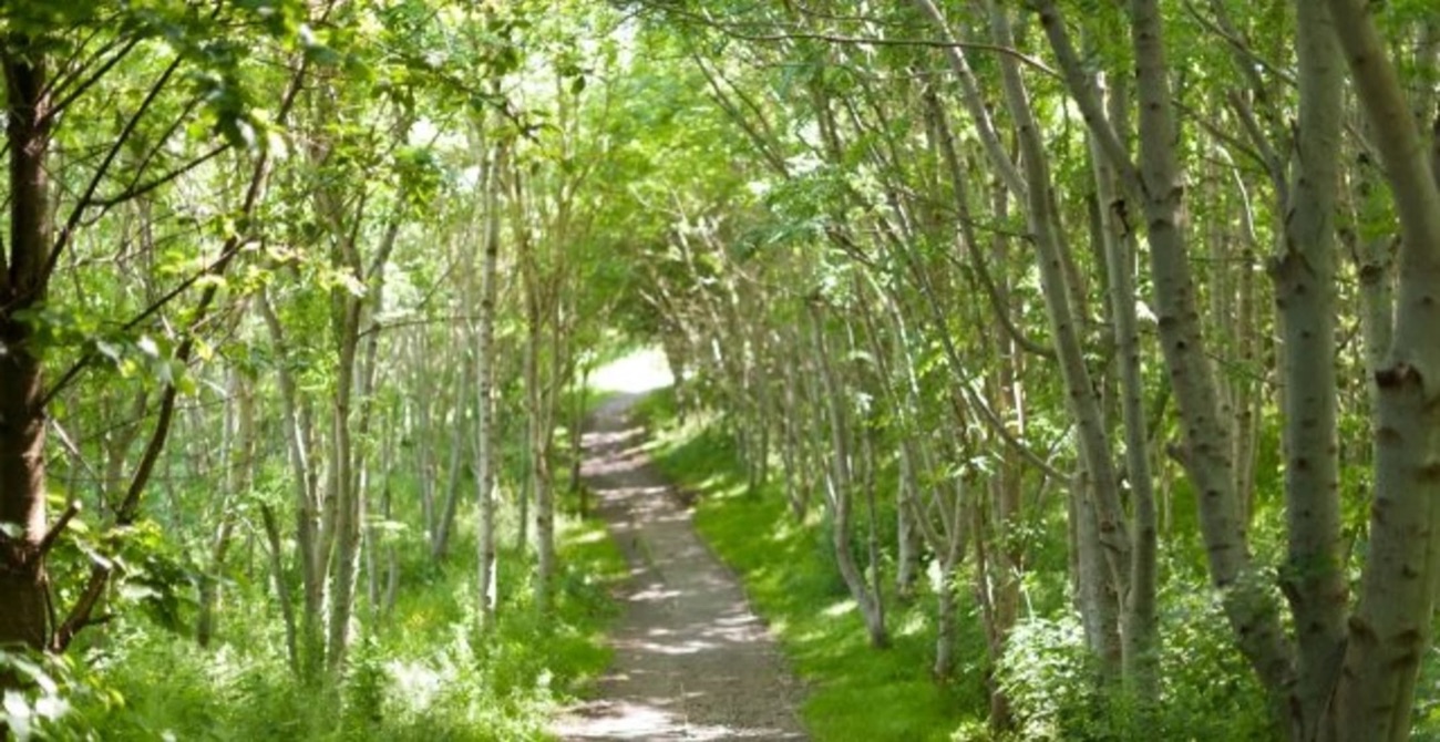 A woodland path at Carnfunnock lined with slender silver birch trees arching overhead in summer green